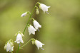 Botanická zahrada PřF UP se podílí na záchraně zvonovce liliolistého Botanická zahrada PřF UP se podílí na záchraně zvonovce liliolistého