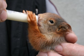 Olomoucký kraj zvýšil podporu záchranných stanic pro zvířata