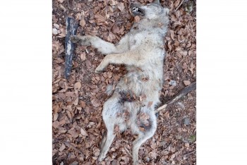 Případ čtyř mrtvých vlků na Jesenicku policie odložila